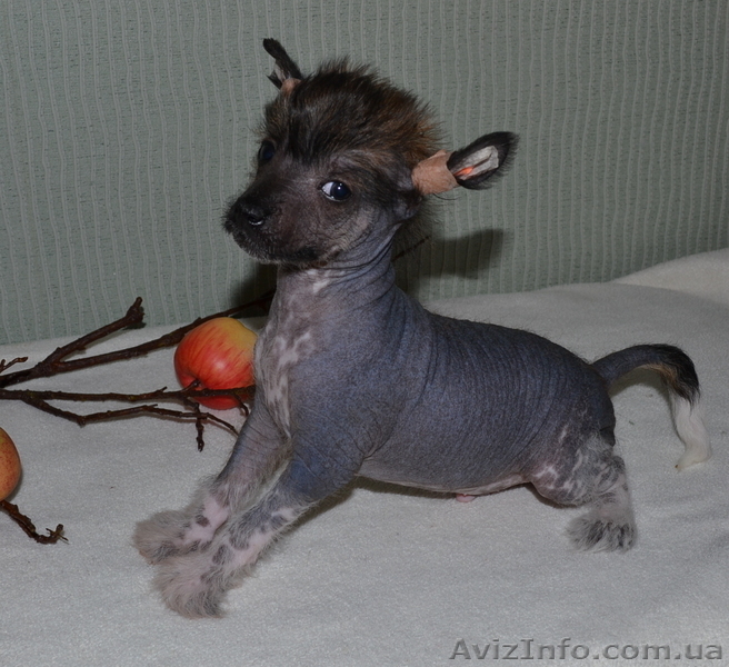 КХС-Ваш талисман, от беды хранящий! - <ro>Изображение</ro><ru>Изображение</ru> #3, <ru>Объявление</ru> #1008475