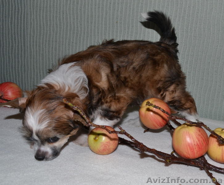 КХС-Ваш талисман, от беды хранящий! - <ro>Изображение</ro><ru>Изображение</ru> #2, <ru>Объявление</ru> #1008475