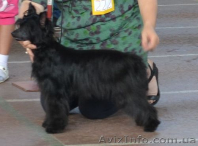 КХС-Ваш талисман, от беды хранящий! - <ro>Изображение</ro><ru>Изображение</ru> #7, <ru>Объявление</ru> #1008475