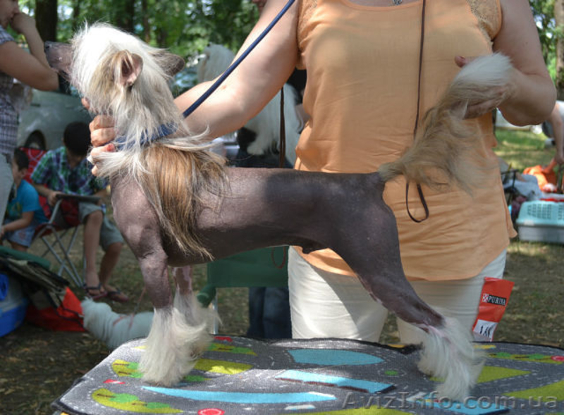 КХС-Ваш талисман, от беды хранящий! - <ro>Изображение</ro><ru>Изображение</ru> #8, <ru>Объявление</ru> #1008475