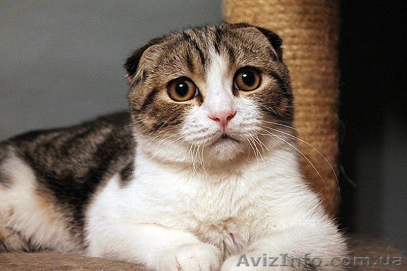 Котята скоттиш страйт, фолд, хайленд - <ro>Изображение</ro><ru>Изображение</ru> #5, <ru>Объявление</ru> #1004972