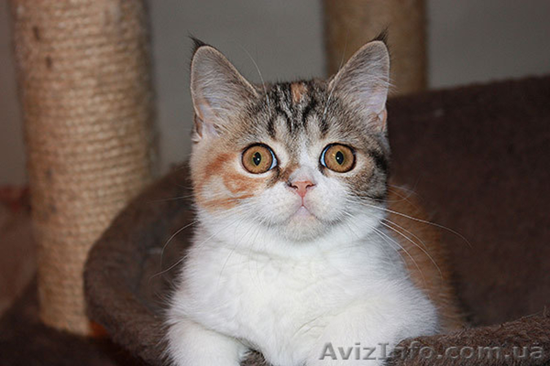 Котята скоттиш страйт, фолд, хайленд - <ro>Изображение</ro><ru>Изображение</ru> #3, <ru>Объявление</ru> #1004972