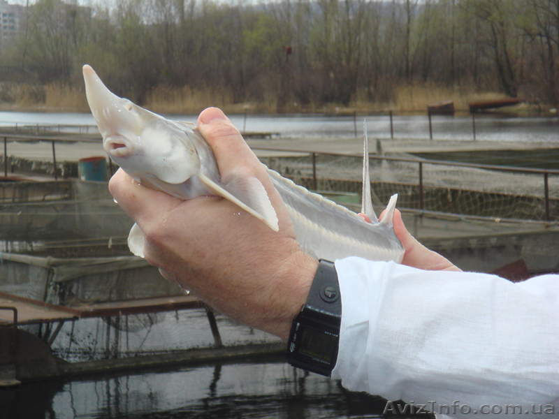 Осетр, бестер, стерлядь, веслонос - <ro>Изображение</ro><ru>Изображение</ru> #2, <ru>Объявление</ru> #1007097
