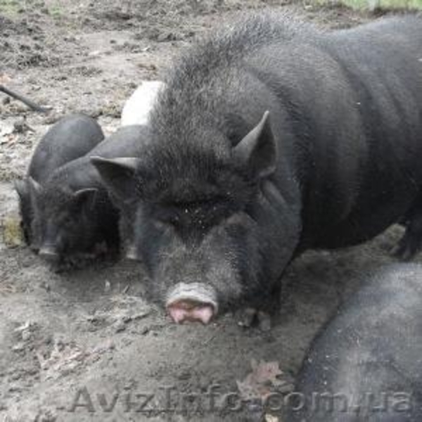 Питомник Скиф предлагает на Продажу: - <ro>Изображение</ro><ru>Изображение</ru> #2, <ru>Объявление</ru> #1001446