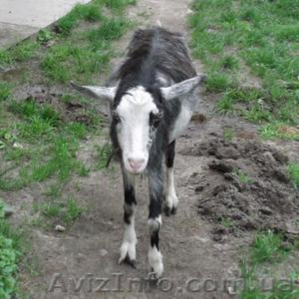 Питомник Скиф предлагает на Продажу: - <ro>Изображение</ro><ru>Изображение</ru> #4, <ru>Объявление</ru> #1001446