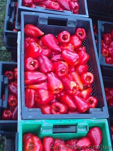 Продам замороженный красный перец - <ro>Изображение</ro><ru>Изображение</ru> #2, <ru>Объявление</ru> #1011874