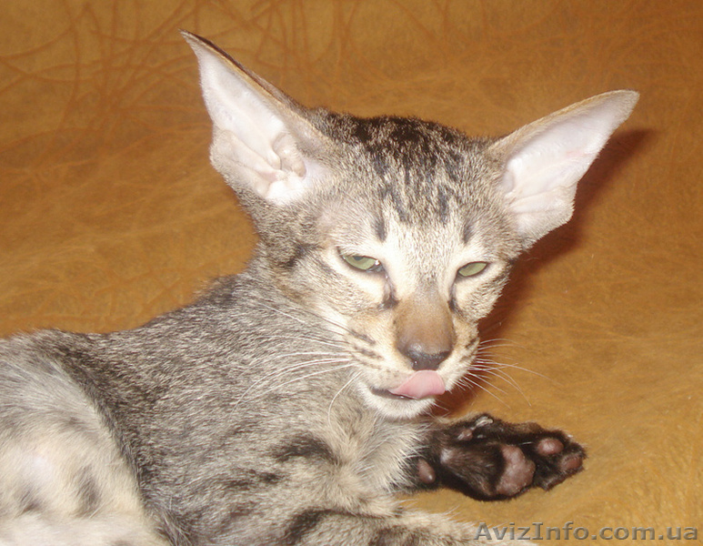 Ориентальные леопардовые котята - <ro>Изображение</ro><ru>Изображение</ru> #2, <ru>Объявление</ru> #1002573