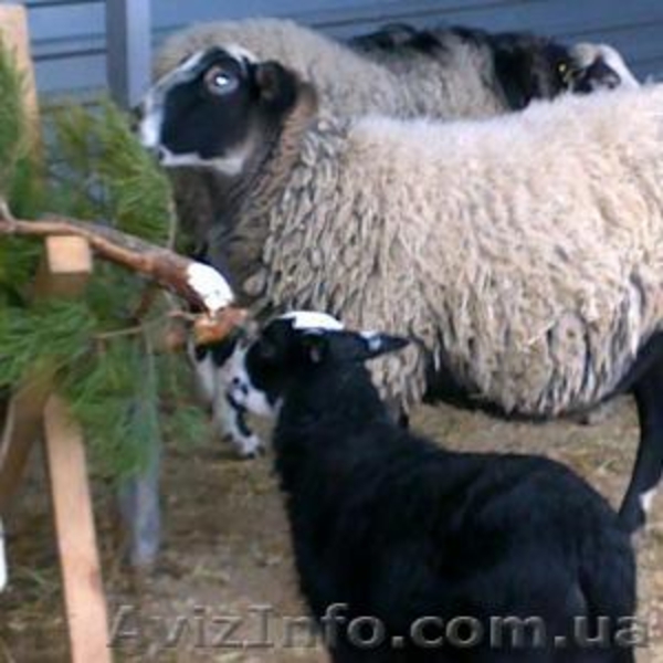 Питомник Скиф предлагает на Продажу: - <ro>Изображение</ro><ru>Изображение</ru> #1, <ru>Объявление</ru> #1001446