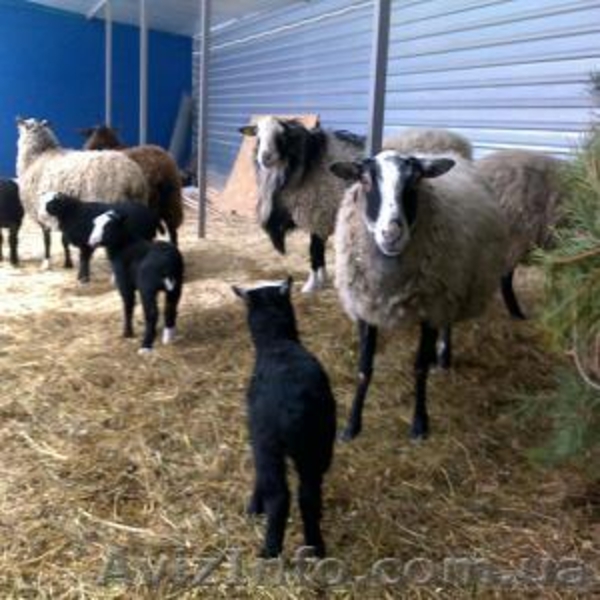 Питомник Скиф предлагает на Продажу: - <ro>Изображение</ro><ru>Изображение</ru> #3, <ru>Объявление</ru> #1001446