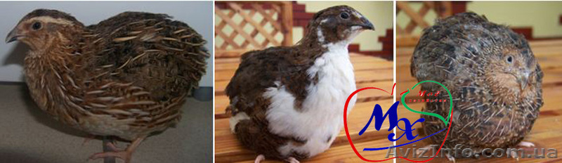 Перепеловодство - бизнес на своём участке. - <ro>Изображение</ro><ru>Изображение</ru> #3, <ru>Объявление</ru> #1002795