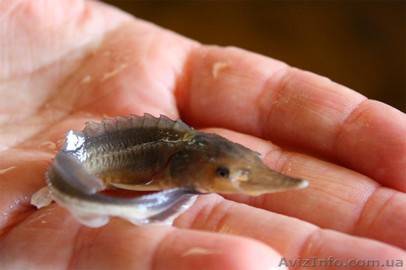 Рыбная продукция осетровых (оплодотворенная икра, личинка, малек) - <ro>Изображение</ro><ru>Изображение</ru> #1, <ru>Объявление</ru> #1012274