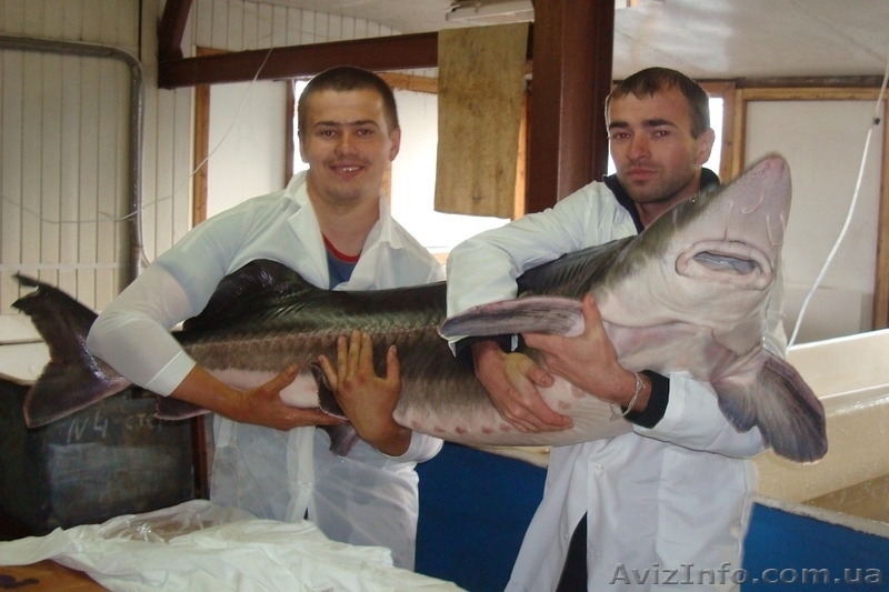 Рыбная продукция осетровых (оплодотворенная икра, личинка, малек) - <ro>Изображение</ro><ru>Изображение</ru> #3, <ru>Объявление</ru> #1012274