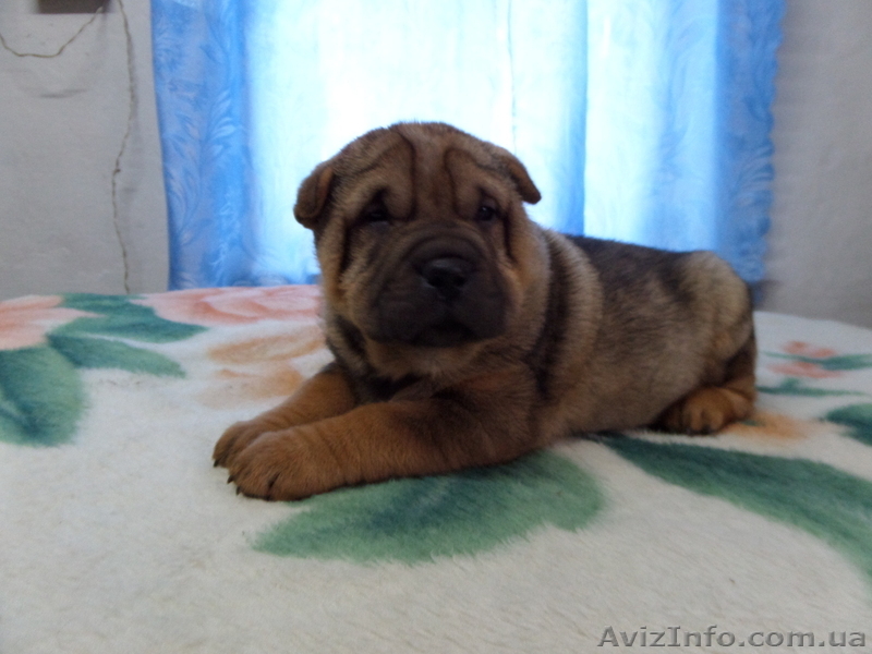 Продаются щенки шарпея, не дорого!!!  - <ro>Изображение</ro><ru>Изображение</ru> #3, <ru>Объявление</ru> #1007795