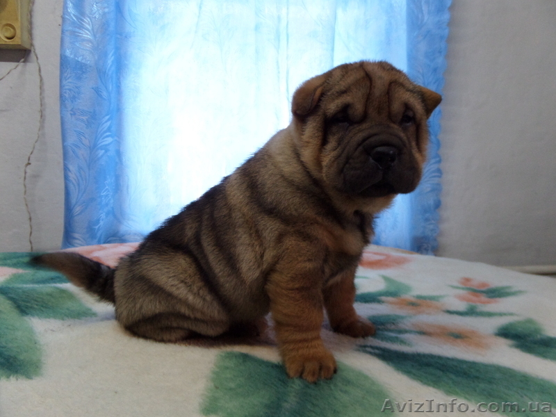 Продаются щенки шарпея, не дорого!!!  - <ro>Изображение</ro><ru>Изображение</ru> #1, <ru>Объявление</ru> #1007795