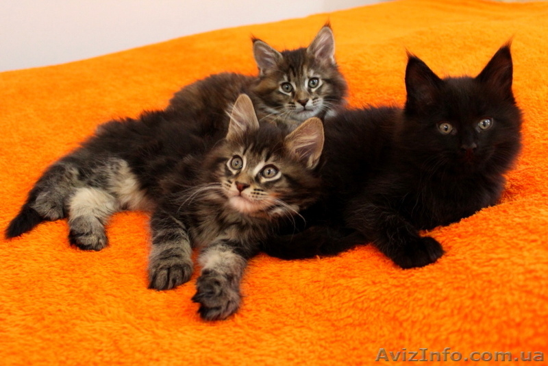 Чудные Котята Мейн-Кунята Ждут Вас - <ro>Изображение</ro><ru>Изображение</ru> #1, <ru>Объявление</ru> #1009461