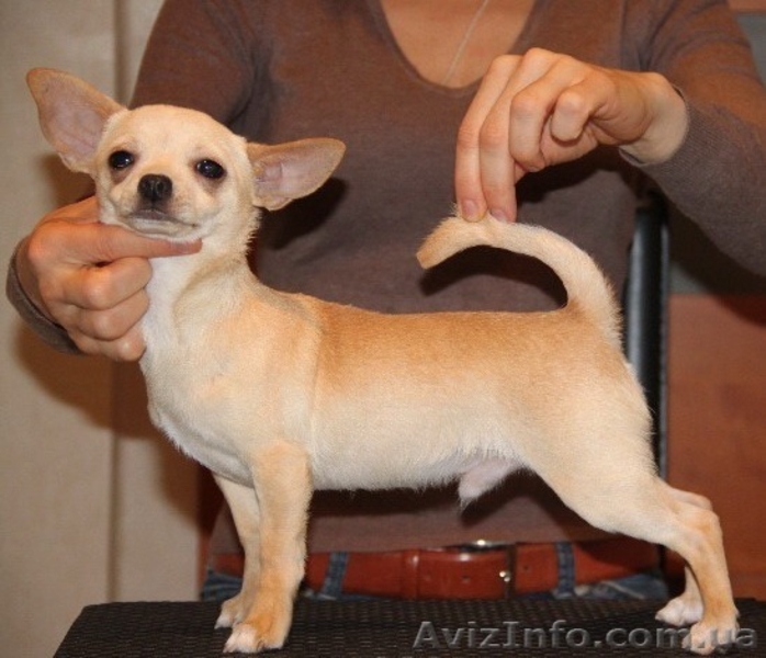 Замечательный малыш чихуахуа  - <ro>Изображение</ro><ru>Изображение</ru> #3, <ru>Объявление</ru> #1013451