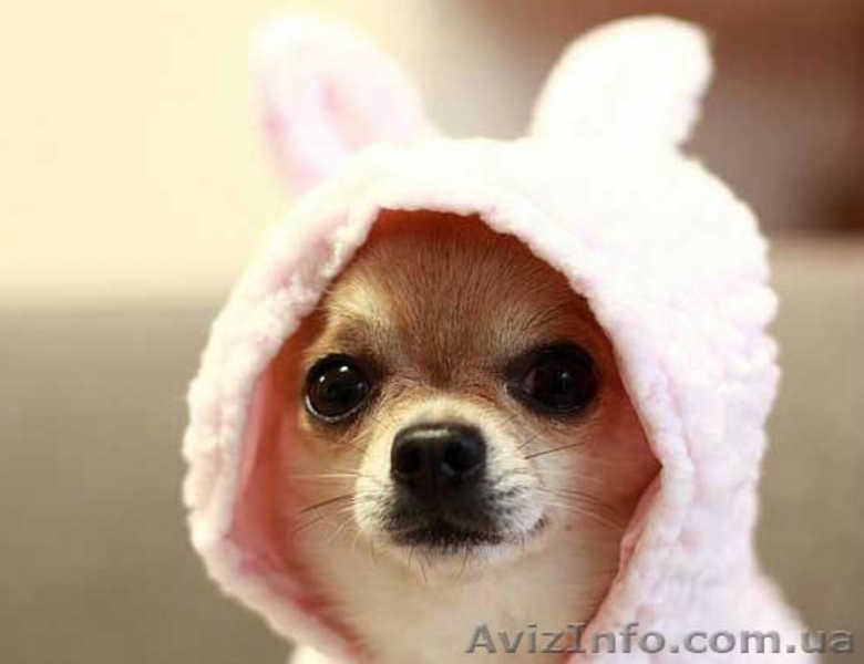 Замечательный малыш чихуахуа  - <ro>Изображение</ro><ru>Изображение</ru> #1, <ru>Объявление</ru> #1013451