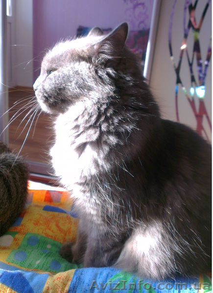 Отдам даром кошечку метис русской голубой! - <ro>Изображение</ro><ru>Изображение</ru> #5, <ru>Объявление</ru> #822857