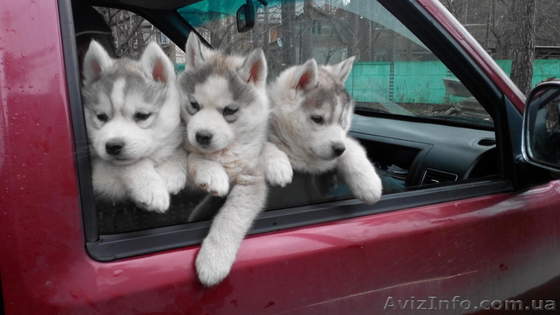 Симпатяшки хаски и отличные друзья - <ro>Изображение</ro><ru>Изображение</ru> #1, <ru>Объявление</ru> #1019715