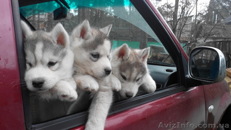 Симпатяшки хаски и отличные друзья - <ro>Изображение</ro><ru>Изображение</ru> #2, <ru>Объявление</ru> #1019715