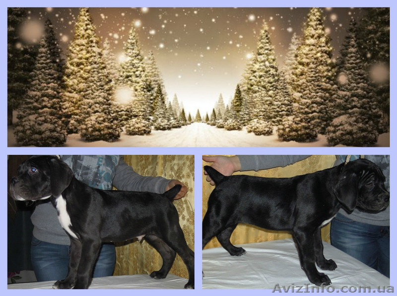 Продаются щенки Кане-Корсо - <ro>Изображение</ro><ru>Изображение</ru> #1, <ru>Объявление</ru> #1000356