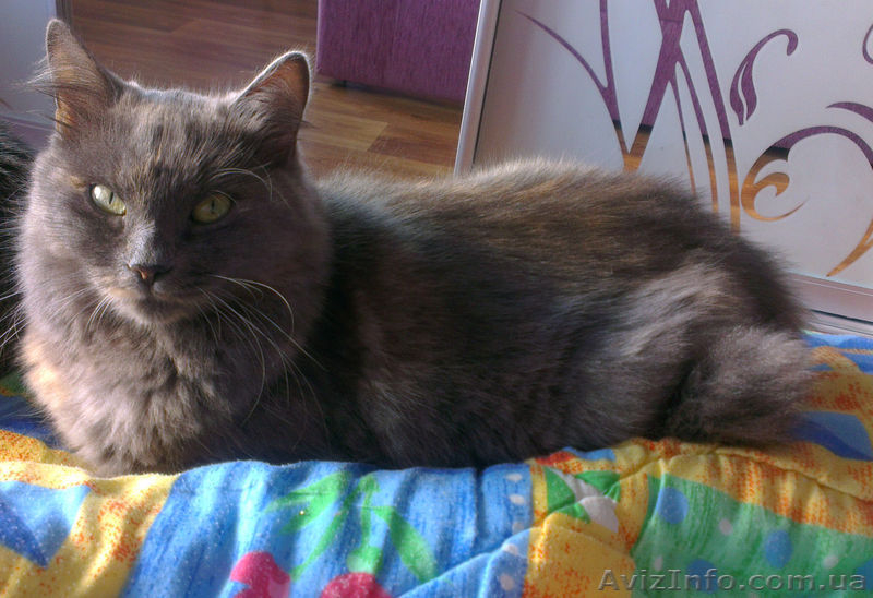 Отдам даром кошечку метис русской голубой! - <ro>Изображение</ro><ru>Изображение</ru> #2, <ru>Объявление</ru> #822857