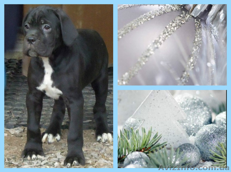 Продаются щенки Кане-Корсо - <ro>Изображение</ro><ru>Изображение</ru> #2, <ru>Объявление</ru> #1000356