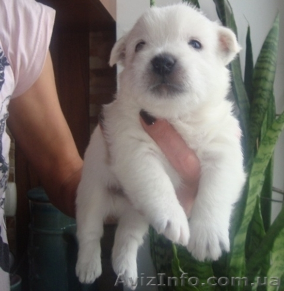 Вест-хайленд вайт терьер - <ro>Изображение</ro><ru>Изображение</ru> #1, <ru>Объявление</ru> #899038