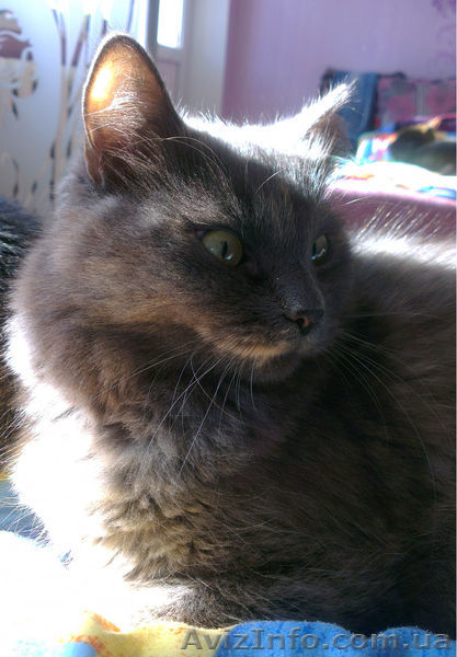 Отдам даром кошечку метис русской голубой! - <ro>Изображение</ro><ru>Изображение</ru> #4, <ru>Объявление</ru> #822857