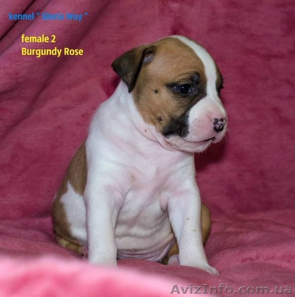 Велеколепные щенки Амстаффа  - <ro>Изображение</ro><ru>Изображение</ru> #4, <ru>Объявление</ru> #1018583