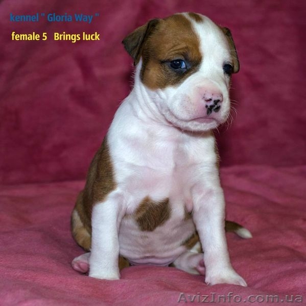 Велеколепные щенки Амстаффа  - <ro>Изображение</ro><ru>Изображение</ru> #2, <ru>Объявление</ru> #1018583