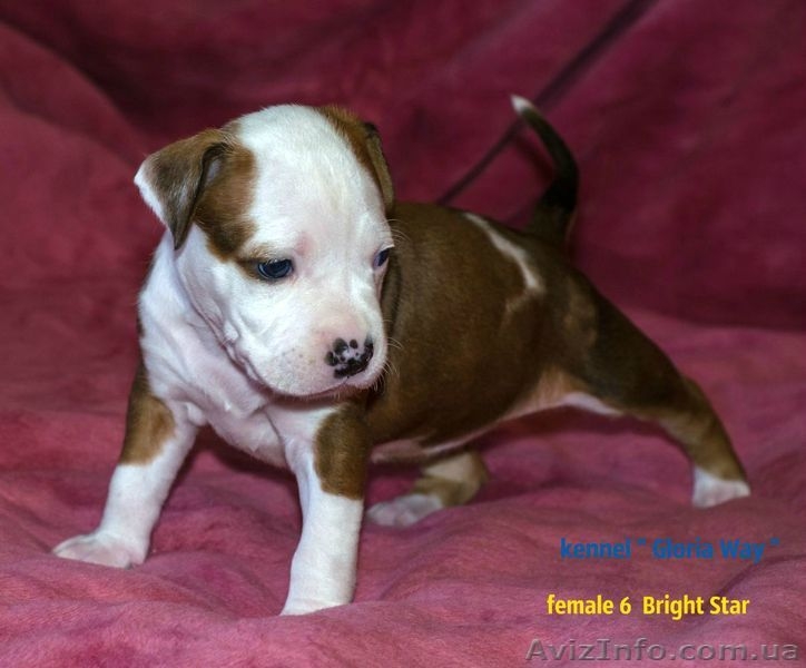 Велеколепные щенки Амстаффа  - <ro>Изображение</ro><ru>Изображение</ru> #1, <ru>Объявление</ru> #1018583