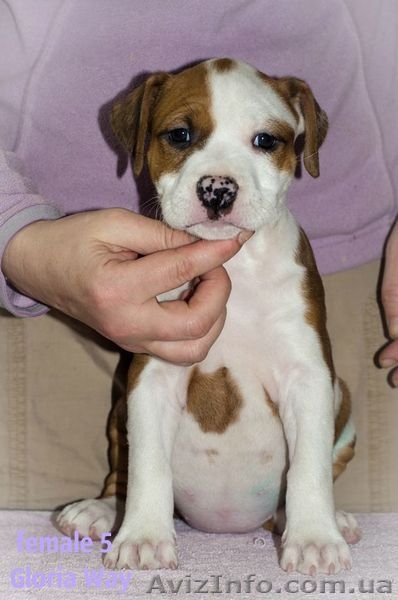 Смешные и ласковые щеночки Стафф Терьеры - <ro>Изображение</ro><ru>Изображение</ru> #3, <ru>Объявление</ru> #1029041