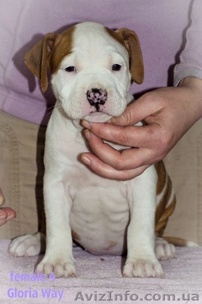 Смешные и ласковые щеночки Стафф Терьеры - <ro>Изображение</ro><ru>Изображение</ru> #4, <ru>Объявление</ru> #1029041