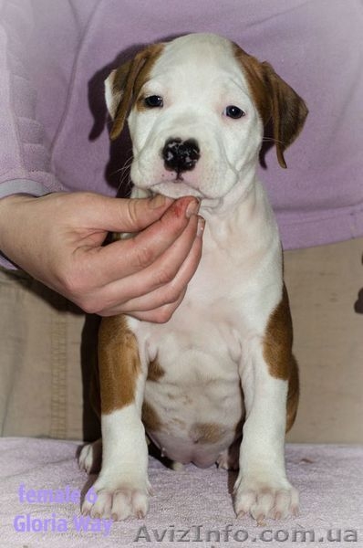 Стафята и Амстаффики  - <ro>Изображение</ro><ru>Изображение</ru> #1, <ru>Объявление</ru> #1027818