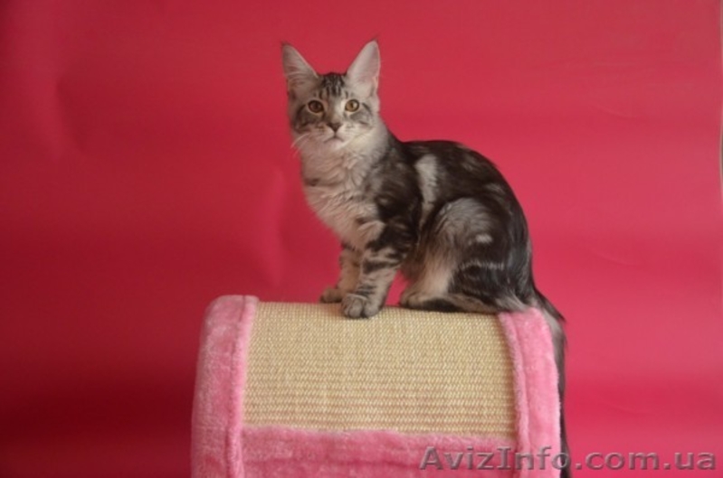 Крупные  котята мейн кун - <ro>Изображение</ro><ru>Изображение</ru> #1, <ru>Объявление</ru> #1029479