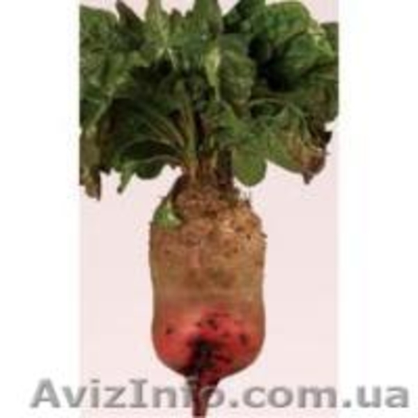 Семена  Суданки,Люцерны,кормовой Свеклы,садовых и газонных  Трав - <ro>Изображение</ro><ru>Изображение</ru> #3, <ru>Объявление</ru> #1025053