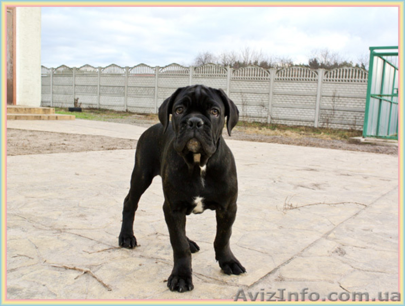 Кане Корсо щенки. Помёт от итальянской пары Чемпионов  - <ro>Изображение</ro><ru>Изображение</ru> #2, <ru>Объявление</ru> #1026263