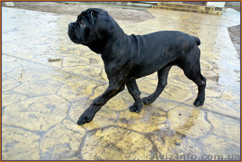 Кане Корсо щенки. Помёт от итальянской пары Чемпионов  - <ro>Изображение</ro><ru>Изображение</ru> #4, <ru>Объявление</ru> #1026263