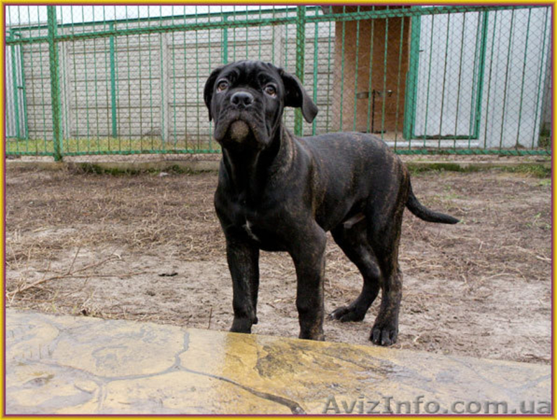 Кане Корсо щенки. Помёт от итальянской пары Чемпионов  - <ro>Изображение</ro><ru>Изображение</ru> #5, <ru>Объявление</ru> #1026263