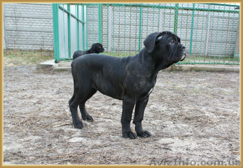 Кане Корсо щенки. Помёт от итальянской пары Чемпионов  - <ro>Изображение</ro><ru>Изображение</ru> #6, <ru>Объявление</ru> #1026263