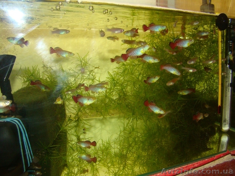 продам Нотобранхиус Гюнтера - <ro>Изображение</ro><ru>Изображение</ru> #1, <ru>Объявление</ru> #1027468