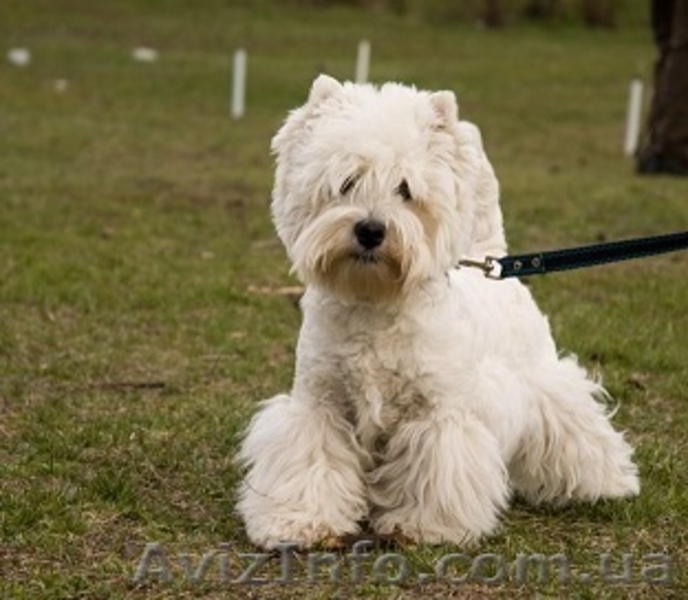 Продам самые обаятельные вестики-девочки,весь соцпакет. - <ro>Изображение</ro><ru>Изображение</ru> #1, <ru>Объявление</ru> #1025546