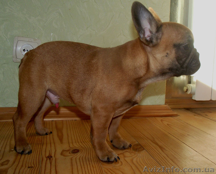 Щенок Французского Бульдога - <ro>Изображение</ro><ru>Изображение</ru> #1, <ru>Объявление</ru> #1028161