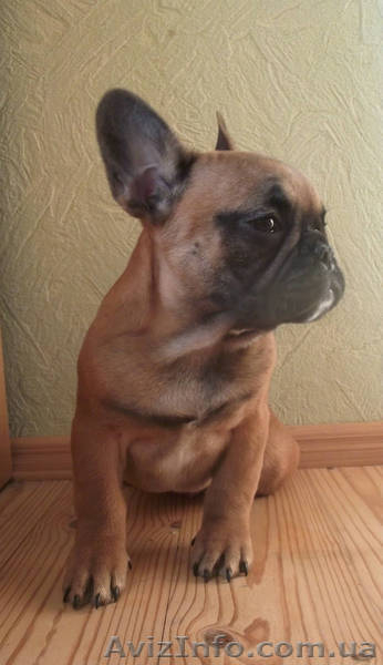 Щенок Французского Бульдога - <ro>Изображение</ro><ru>Изображение</ru> #2, <ru>Объявление</ru> #1028161