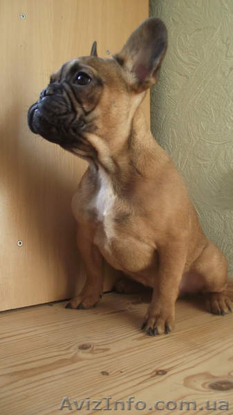 Французского Бульдога - <ro>Изображение</ro><ru>Изображение</ru> #3, <ru>Объявление</ru> #1028162