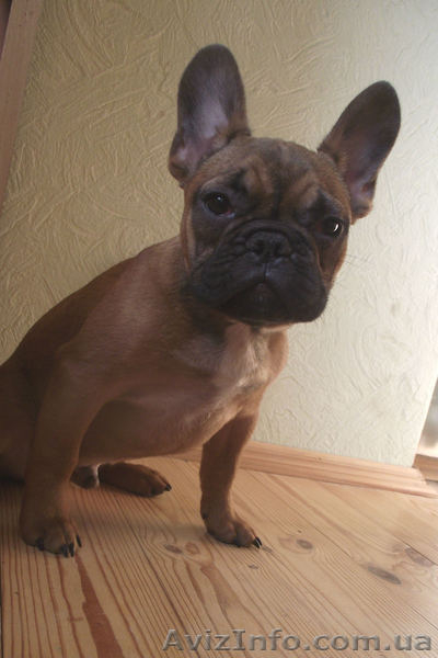 Французского Бульдога - <ro>Изображение</ro><ru>Изображение</ru> #1, <ru>Объявление</ru> #1028162