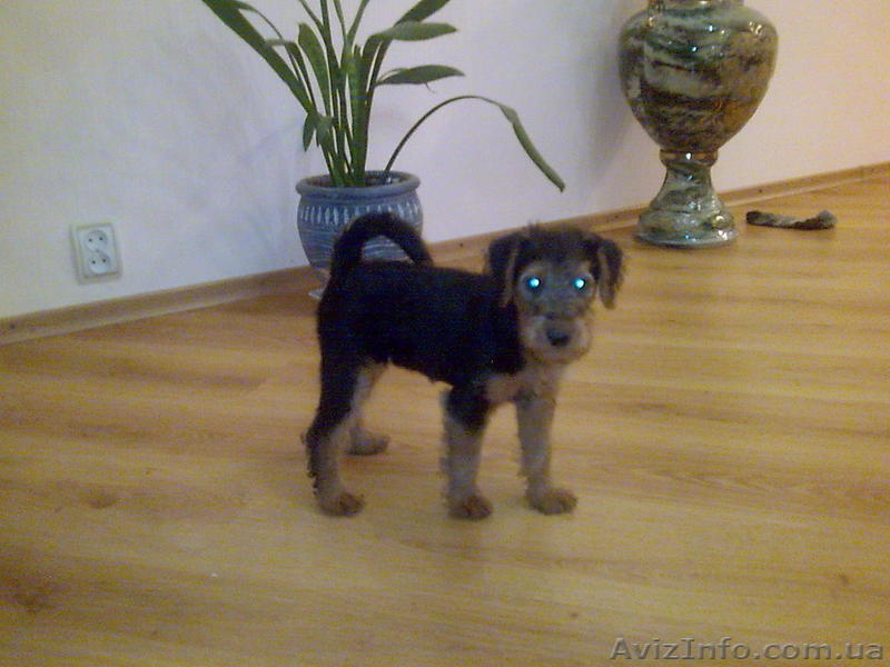 Продам щенка вельтерьера с документами - <ro>Изображение</ro><ru>Изображение</ru> #1, <ru>Объявление</ru> #1024288