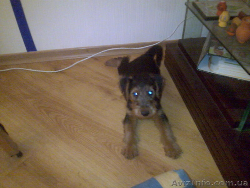 Продам щенка вельтерьера с документами - <ro>Изображение</ro><ru>Изображение</ru> #2, <ru>Объявление</ru> #1024288