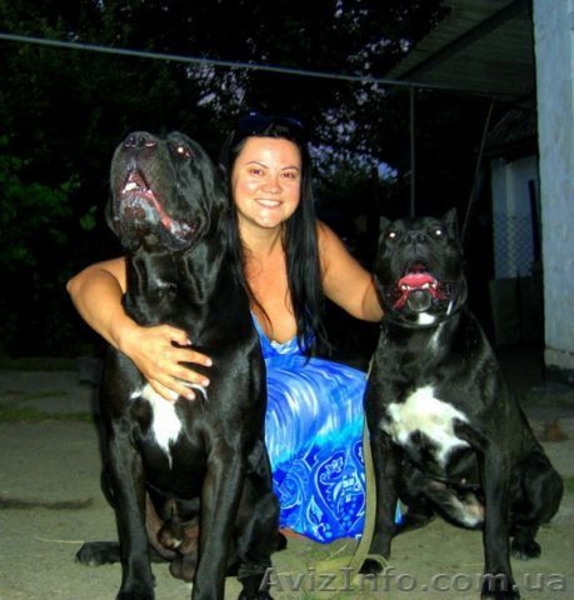 Продаются щенки Кане-Корсо - <ro>Изображение</ro><ru>Изображение</ru> #3, <ru>Объявление</ru> #1000356